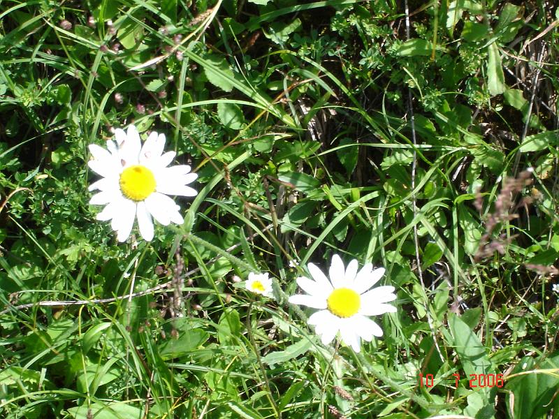 dsc02065.jpg